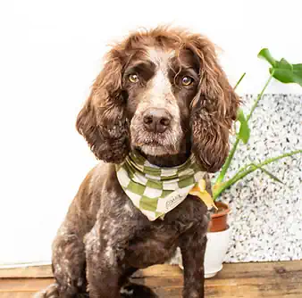 Spurge the Dog